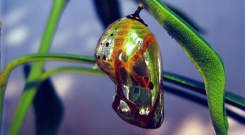 Crisálida - Natacha Ramos